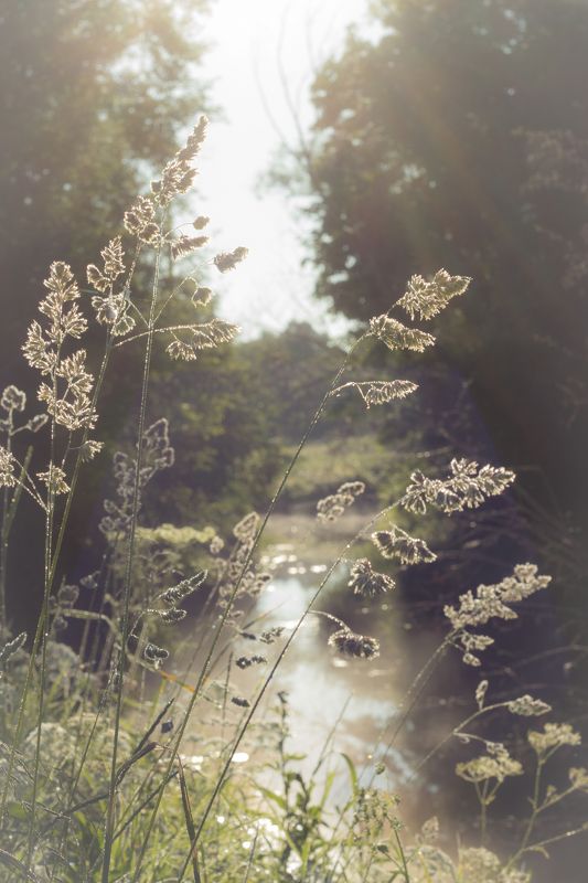 трава, солнце, лето, восход На восходе фото превью