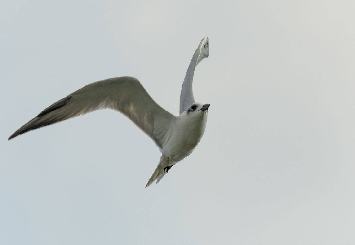 bird,birds,nikon,wild,water,shadows,lake,pond,flowers,swan,colors,nikon,beauty,nature,animals,eyes,egret,songbird,jungle,white,wings,fly, G N RAJA