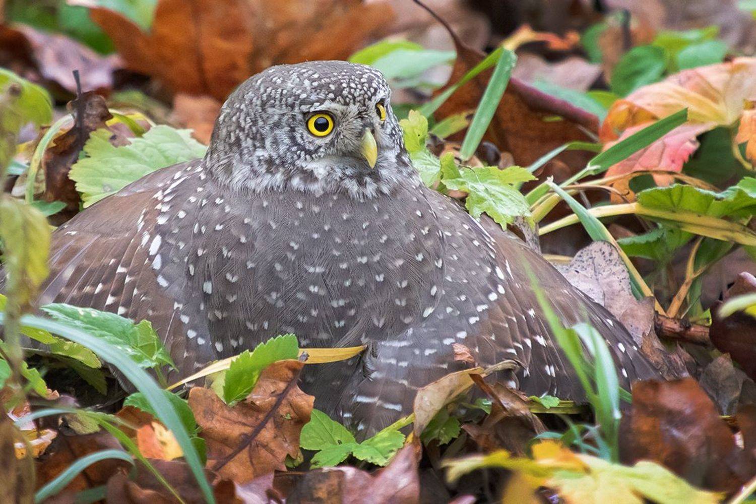 сыч, воробьиный, атака, лес, Наталия Сытина