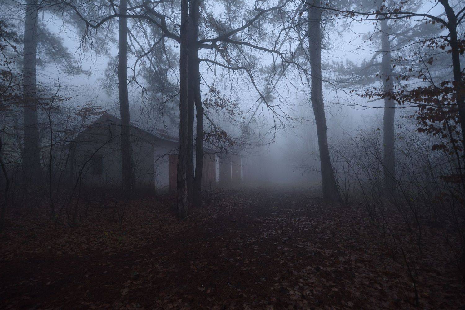 лес, туман, дорога, Вьюшкин Игорь