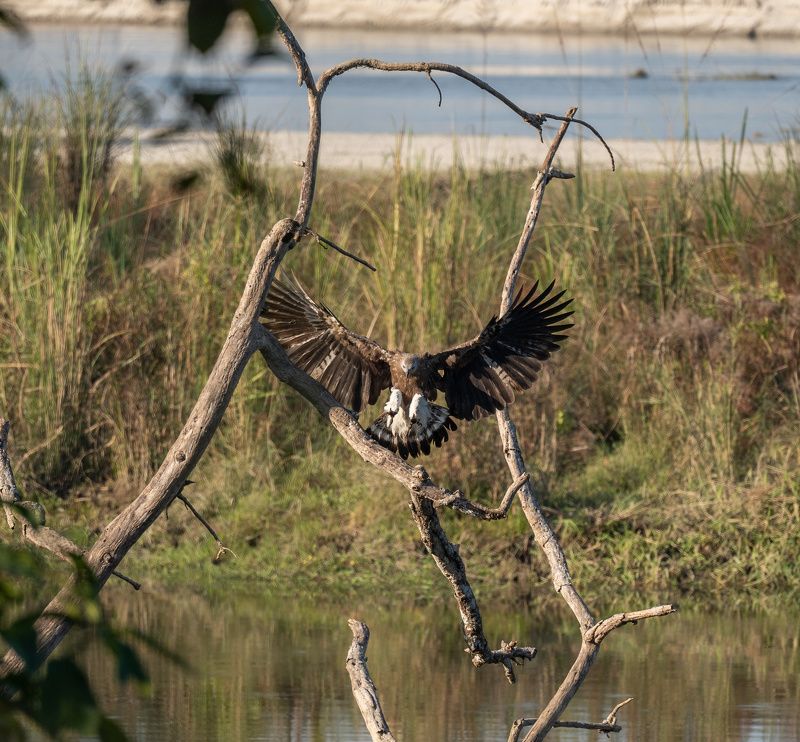 eagle, jungle, nepal, chitwan Grey-headed fish eagle фото превью