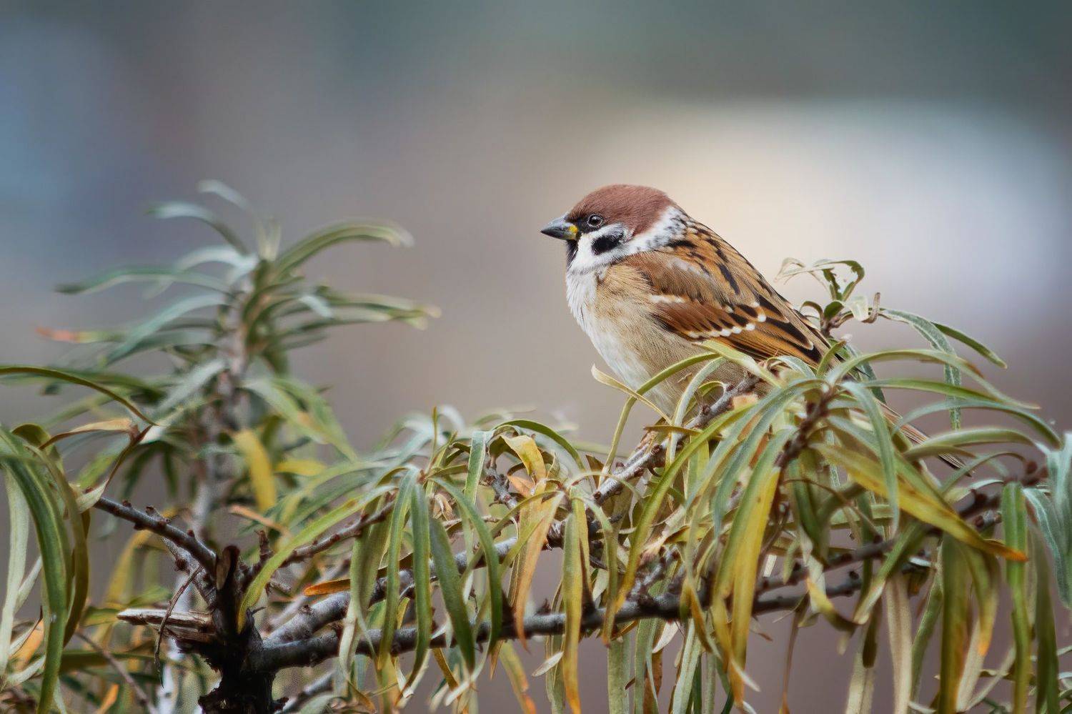 , Алиева Татьяна