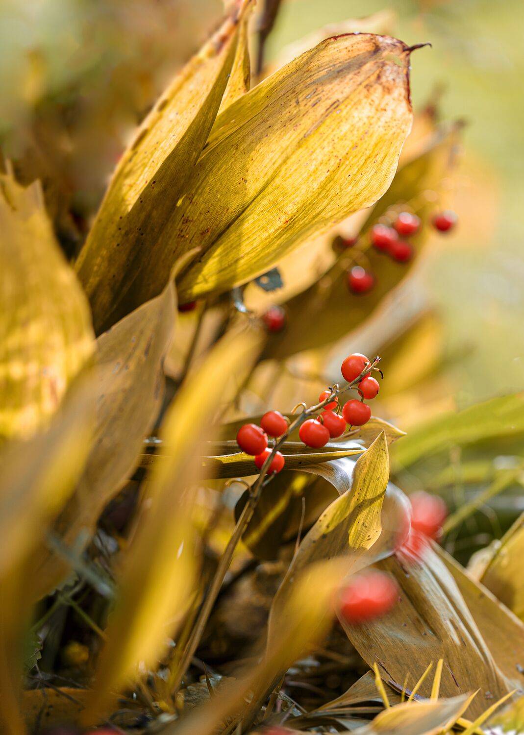 , Зеленько Дмитрий