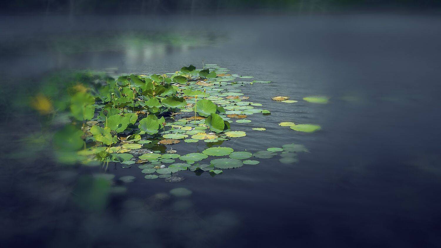 冷夜无声, 吴 微雨墨烟鸿