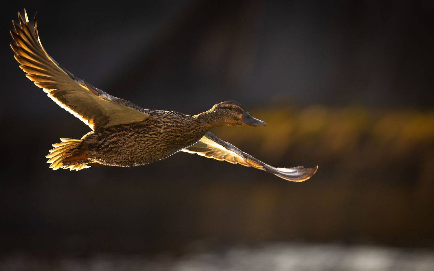 , Robert Adamec