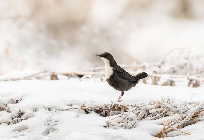первый снег фото превью