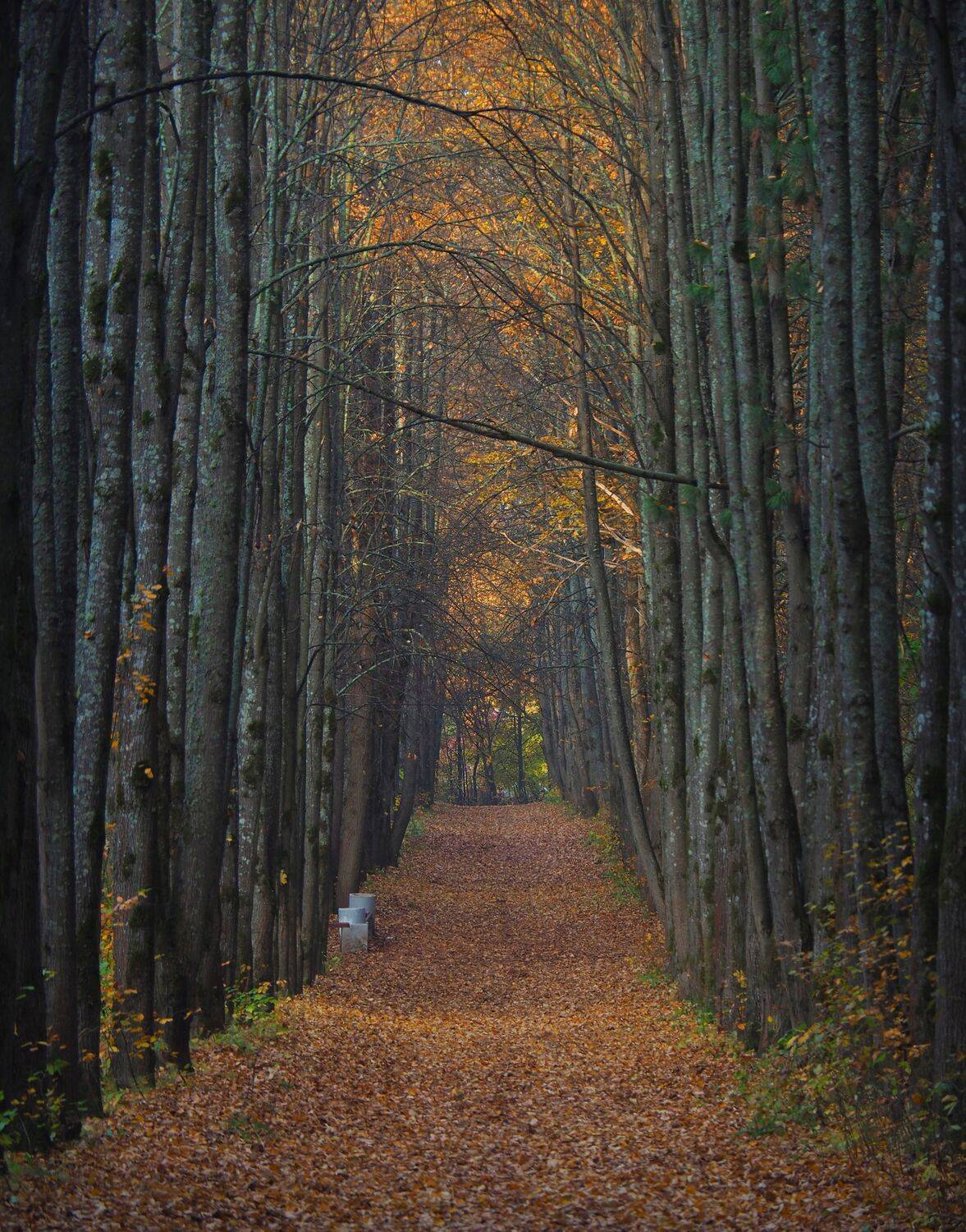 , Перешеин Андрей