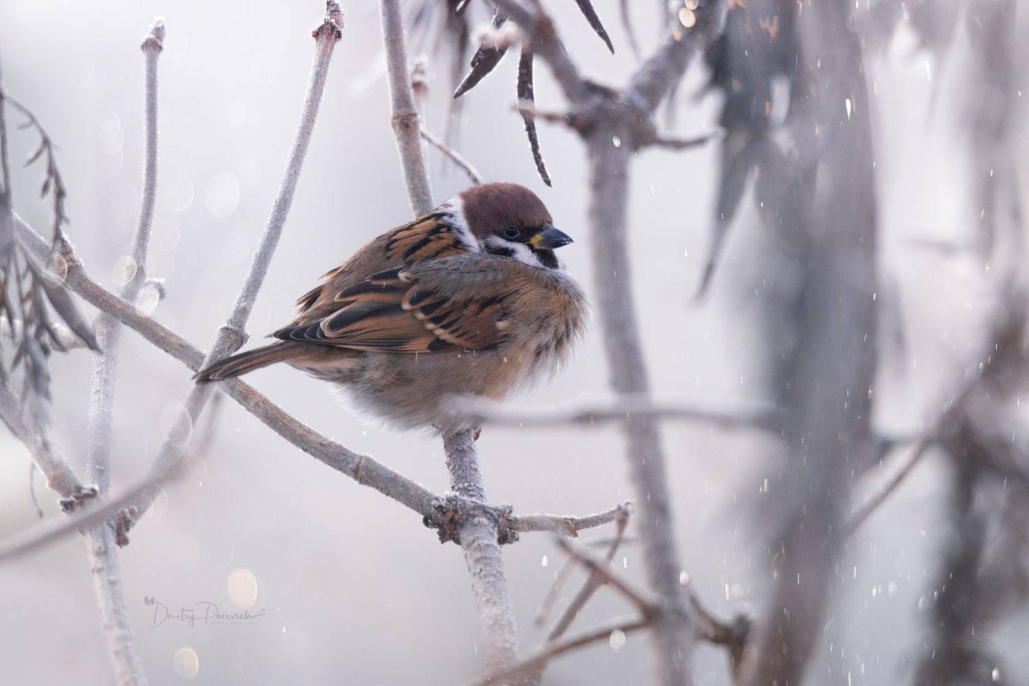 природа, лес, поля, огороды, животные, птицы, макро, Посевич Дмитрий
