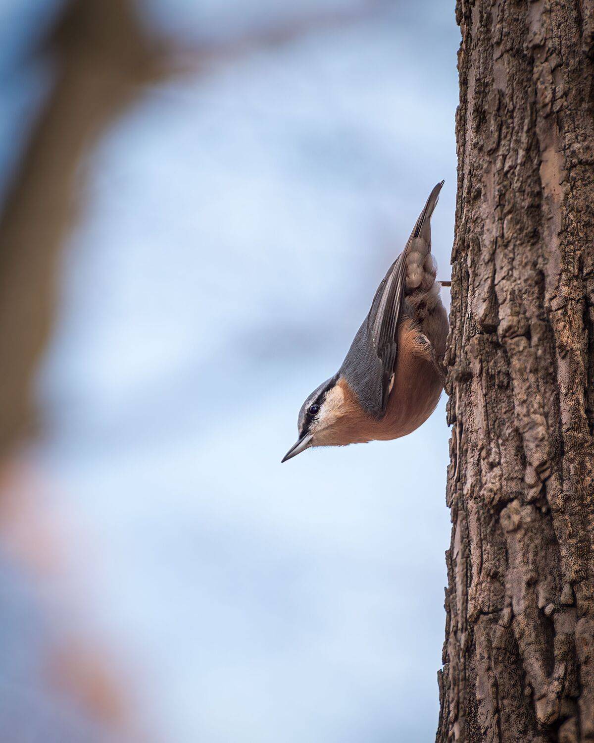 поползень, Алексей Рыльский