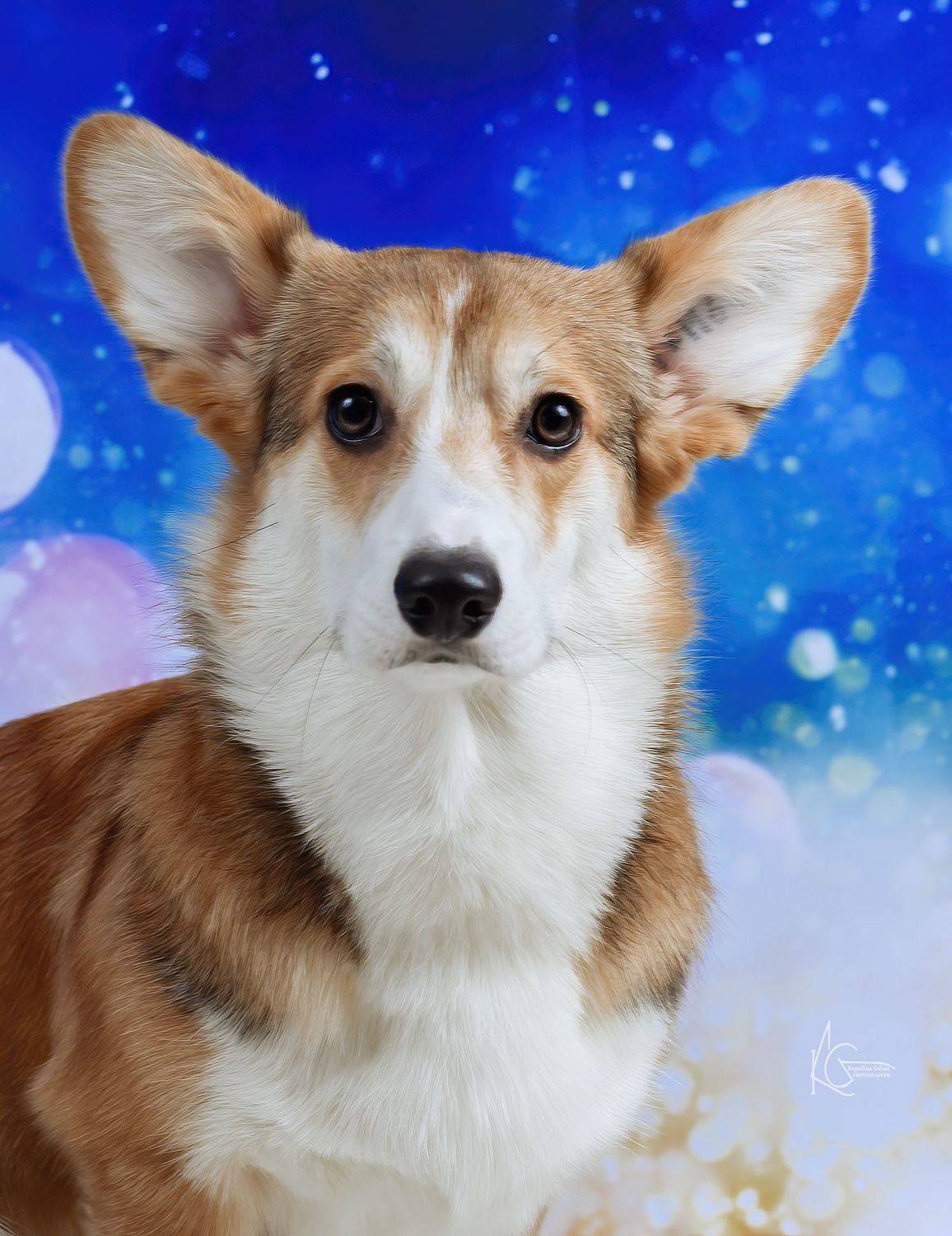 , Коптилина Галина