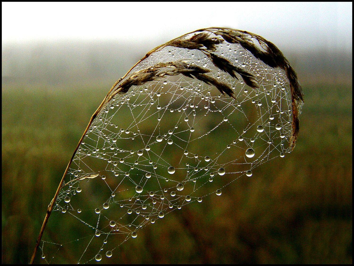 , Меднов Влад