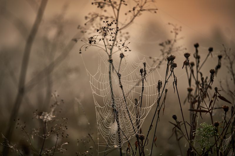 туман, рассвет, утро, роса, паутина, природа, осень Вышивая сентябрь фото превью