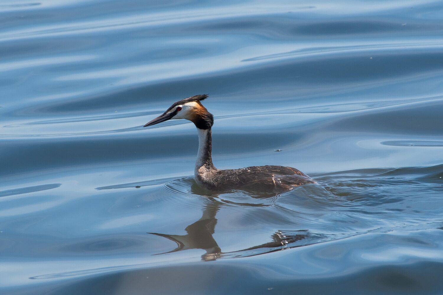 Podiceps cristatus, Great crested grebe, volgograd, russia, wildlife, bird, birds, , Сторчилов Павел