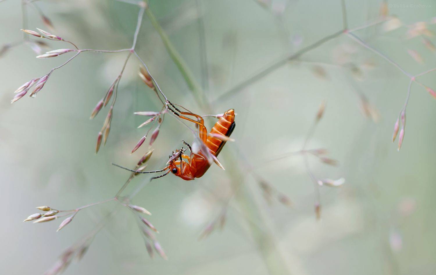 жук-пожарник, макро, macro, Ершова Юлия