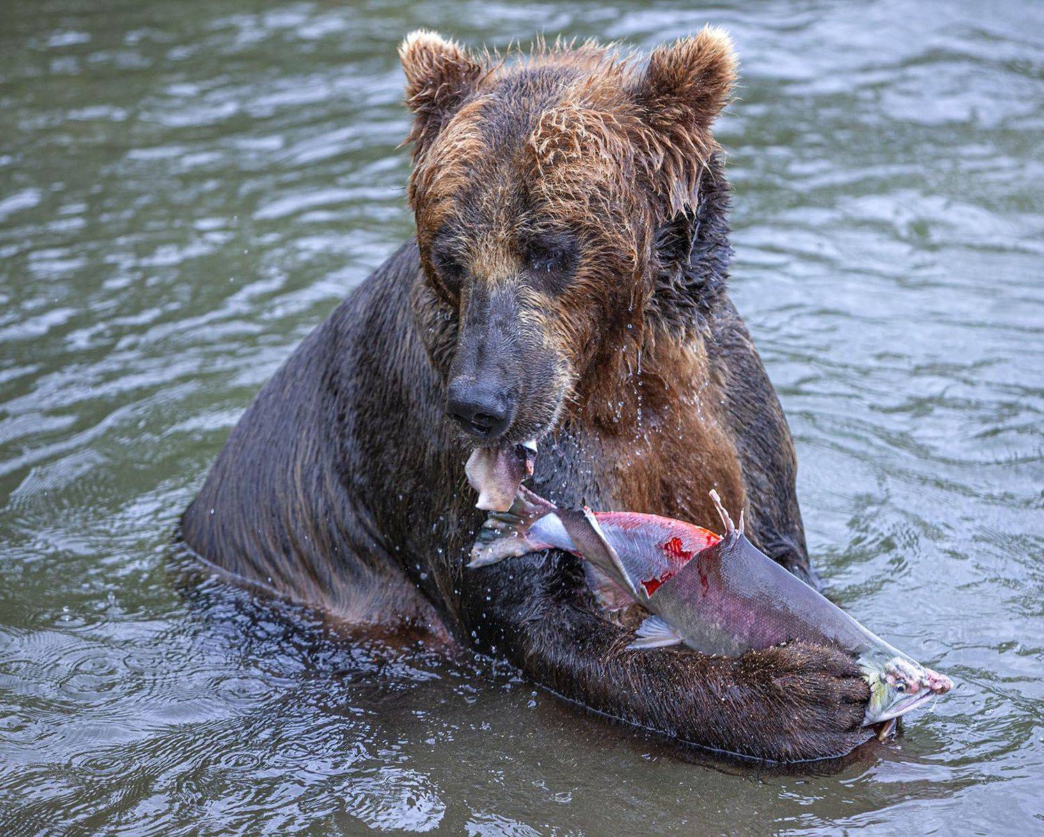 , Анатолий Макоедов
