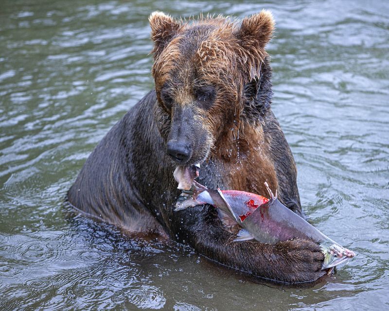 День год кормит фото превью