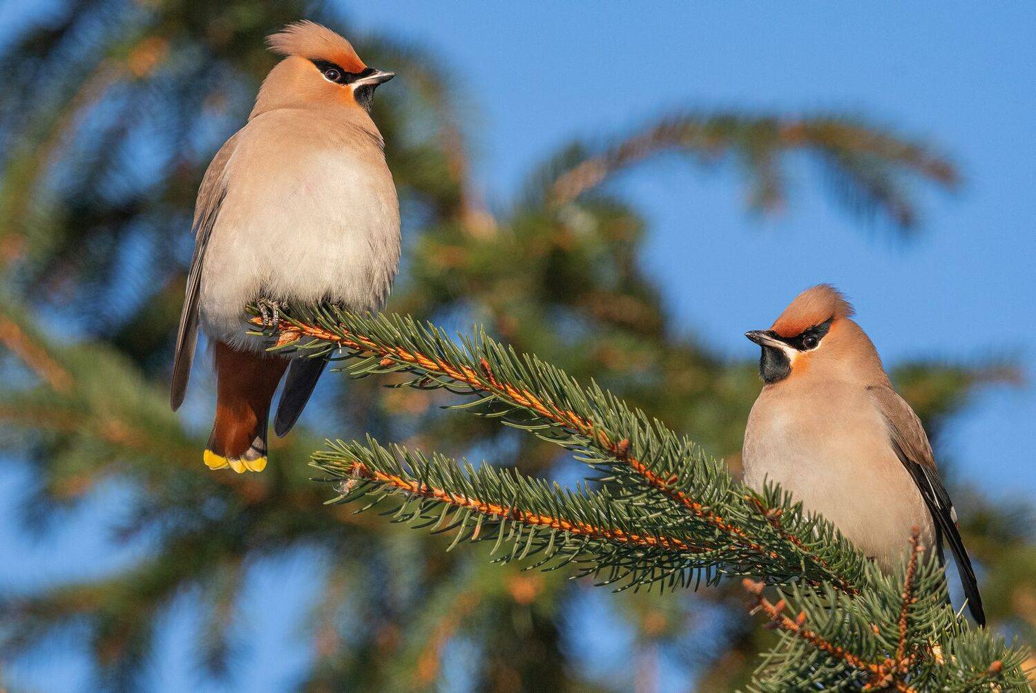 зима, свиристель, птица, Руслан Сигушин