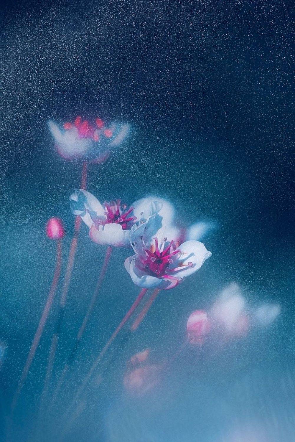 макро, macro, цветы, flowers, Julia Kaissa