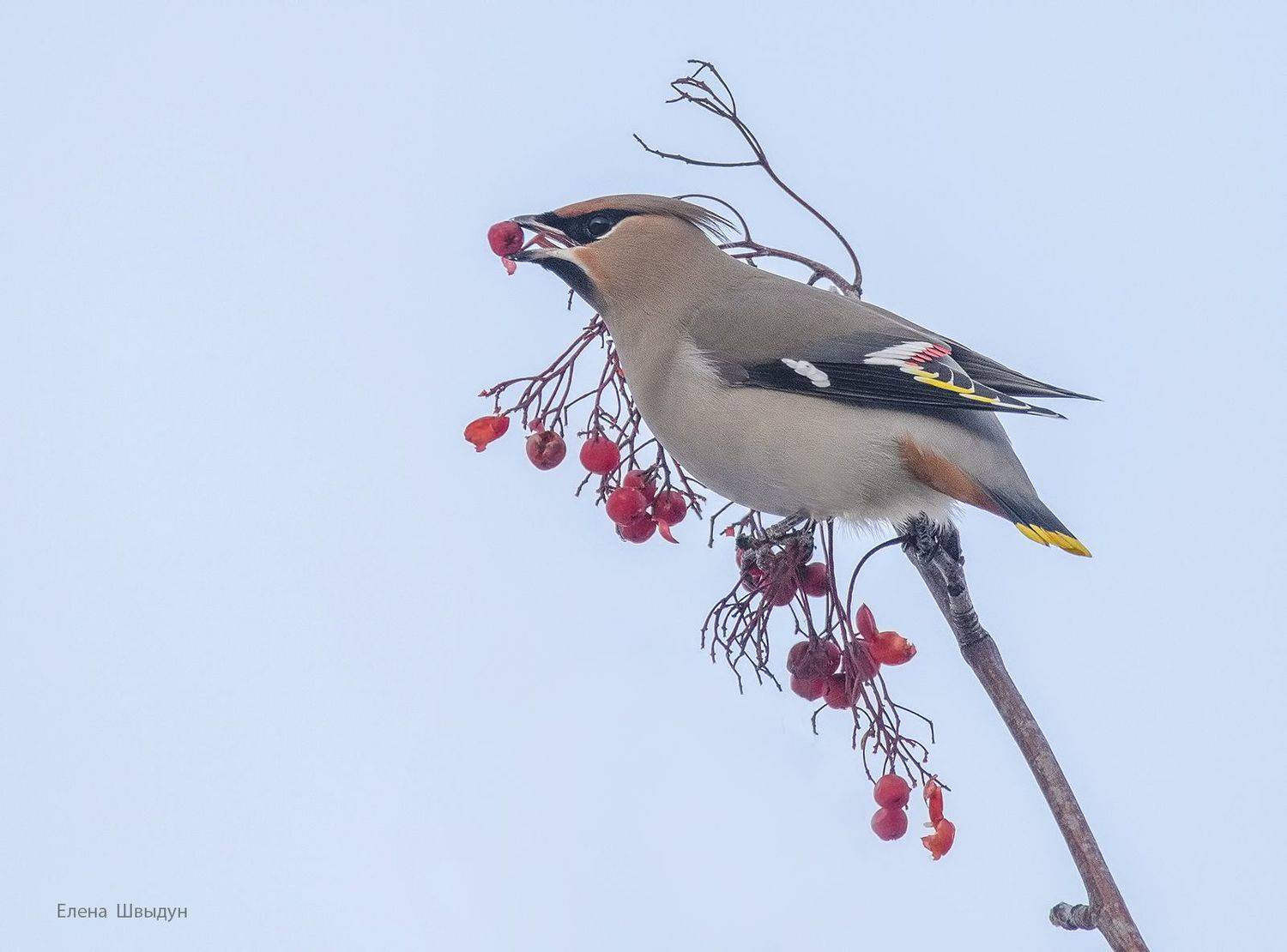 bird of prey, animal, birds, bird,  animal wildlife,  nature,  animals in the wild, bohemian waxwing, свиристель, рябина, птицы, птица, Елена Швыдун