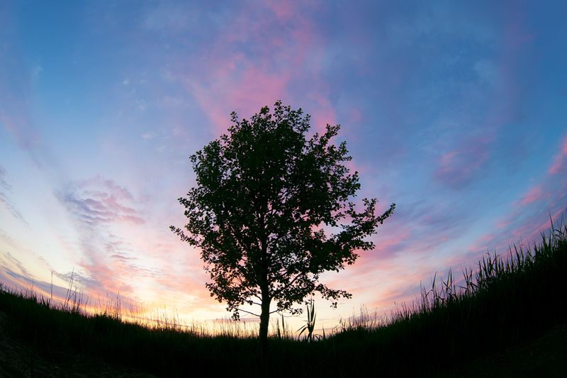 sunset, tree, russia, nature The Fountain фото превью
