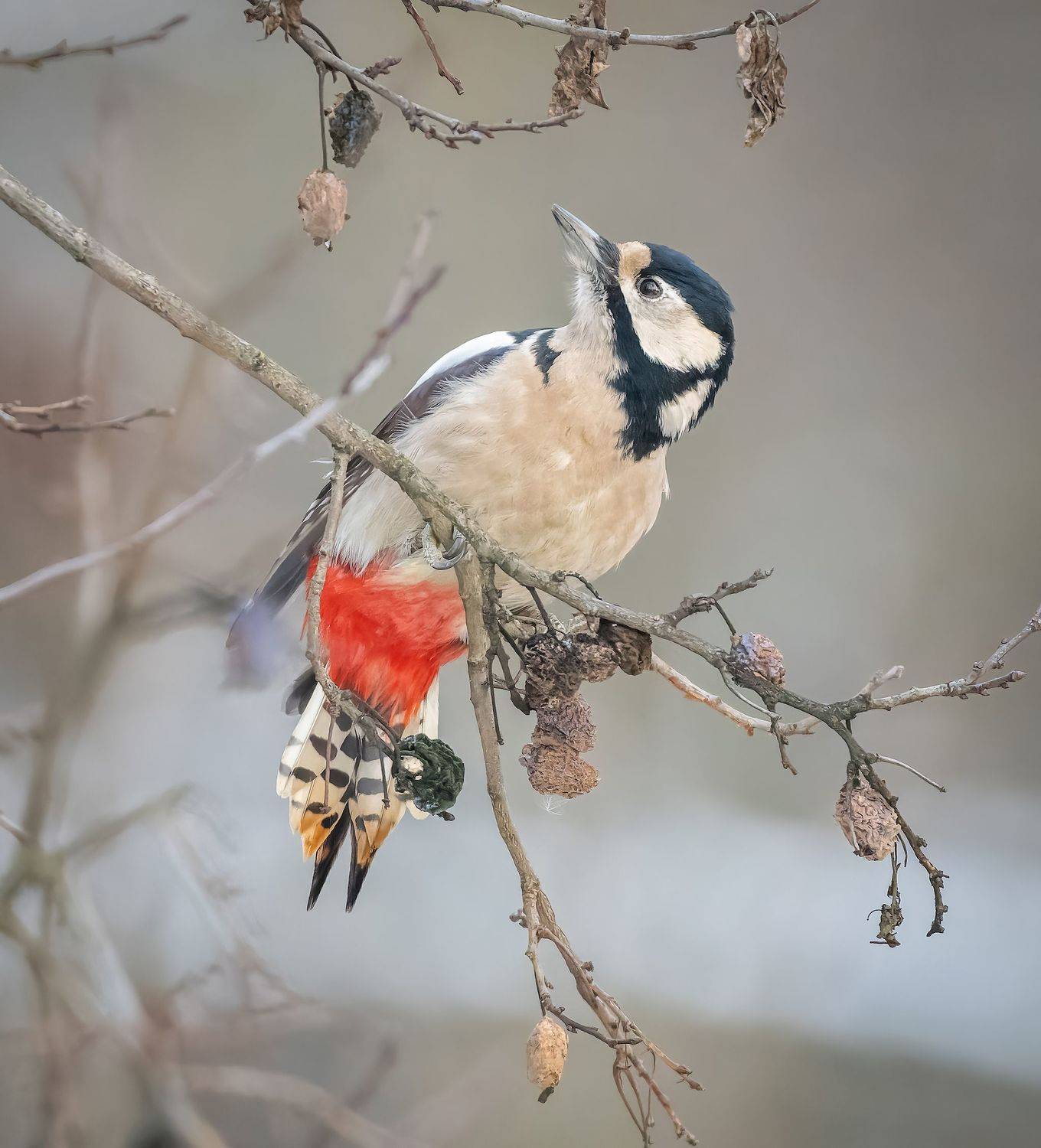 , Дэм Константин