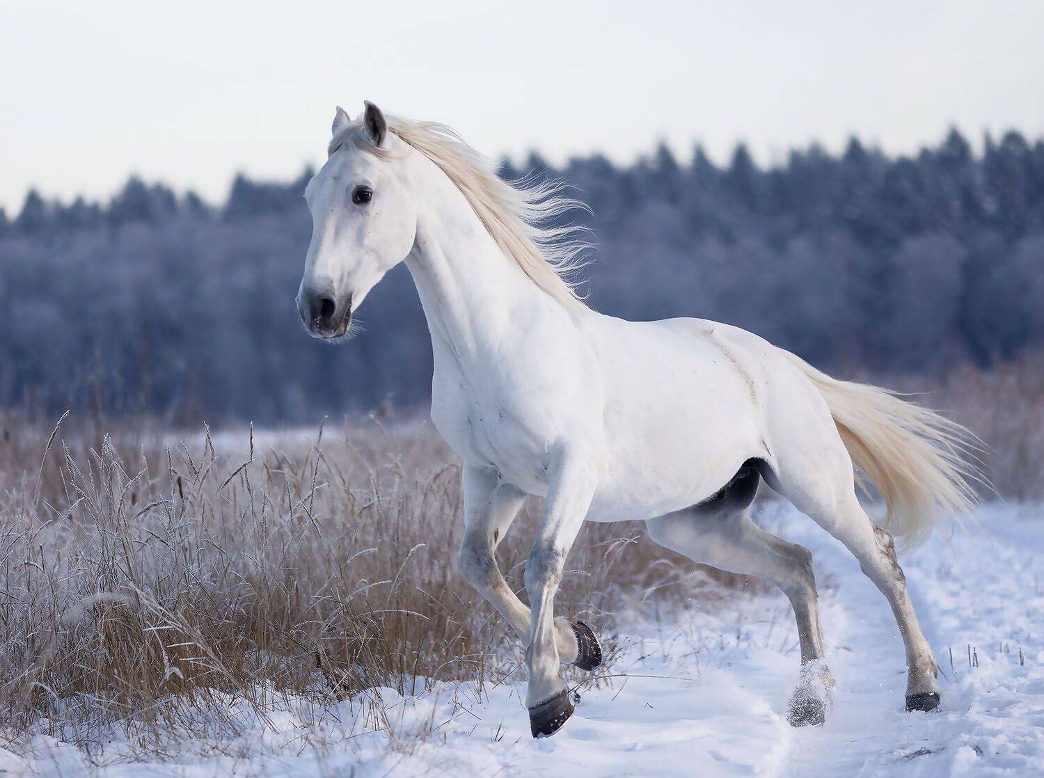 лошадь, рысак, белогривый, красавец,зима, природа, horse, beautiful, winter, jump, nature, Yulia Stukalova