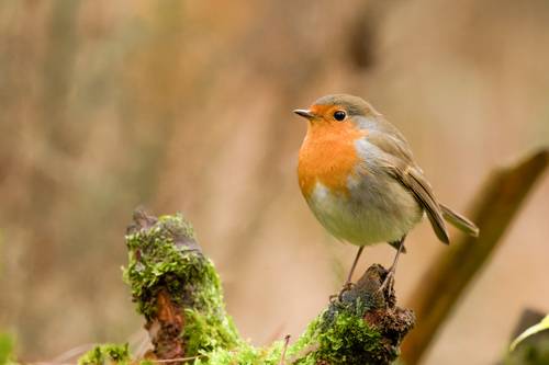 Robin
