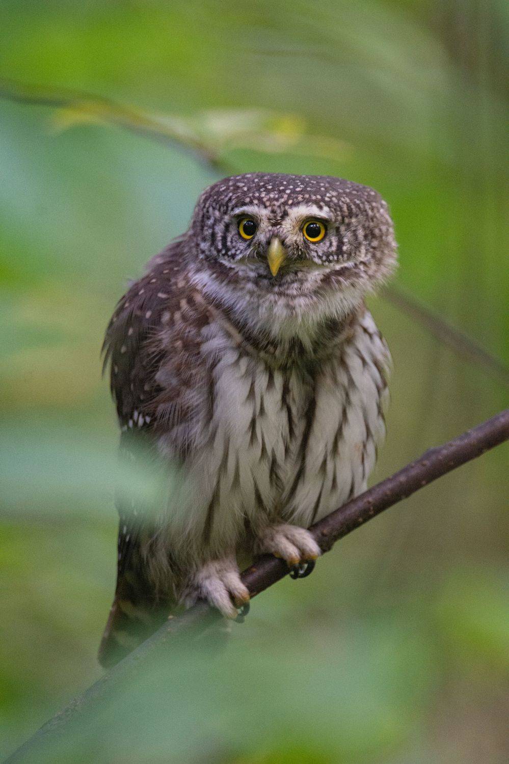 Воробьиный сыч, Glaucidium passerinum, Татьяна Ливеровская