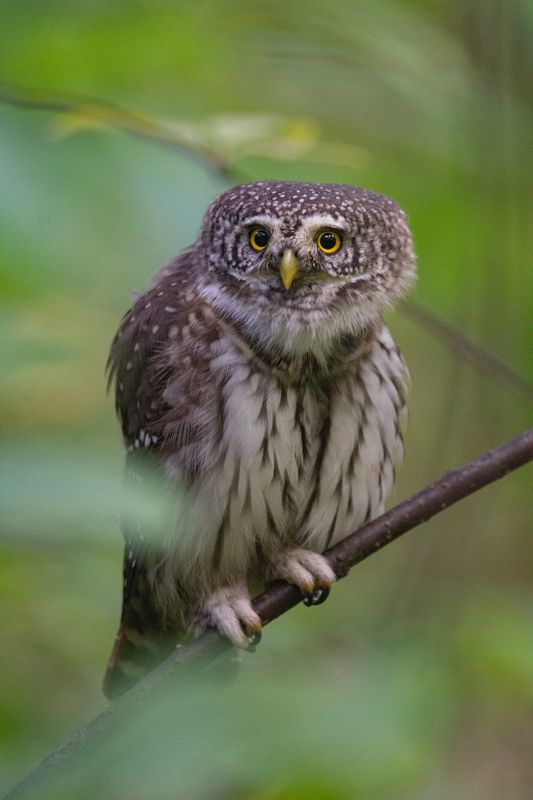 Воробьиный сыч, Glaucidium passerinum Воробьиный сыч (Glaucidium passerinum). фото превью