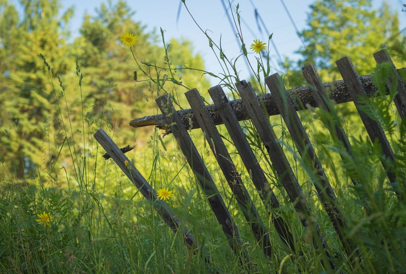забор, лето, солнце, трава Старый забор фото превью