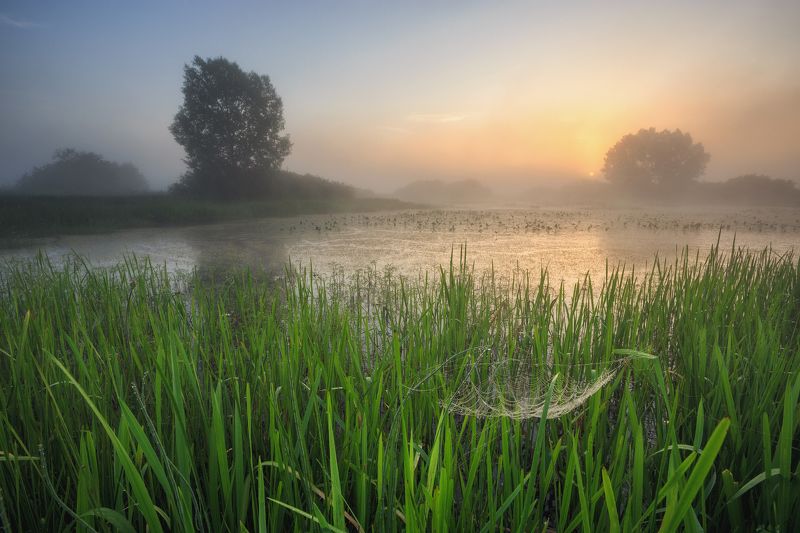 2022, россия, калужская область, лето, утро, озеро, туман, паутина, трава, деревья, солнце, вода, отражение *** фото превью