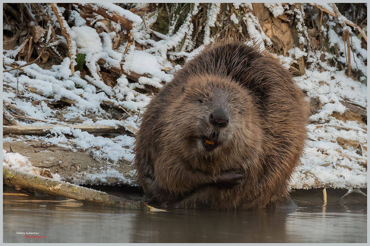 , Валерий Субачев