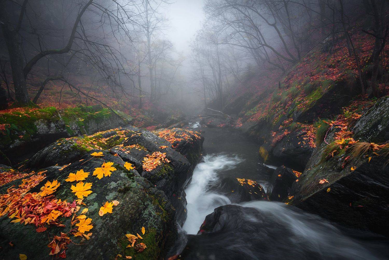 , Mariyana Atanasova - Lucero