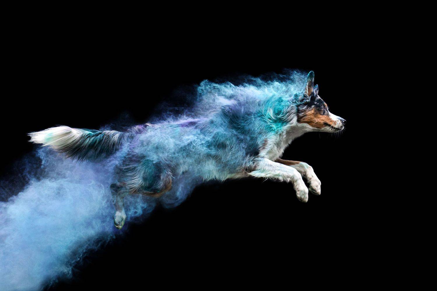 фотосессия собака краски холи бордер колли, Киреева Екатерина