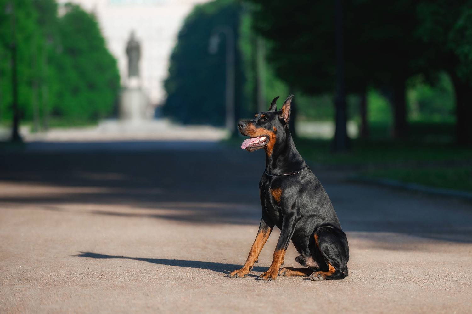 доберман собака , Lesnoe Photo