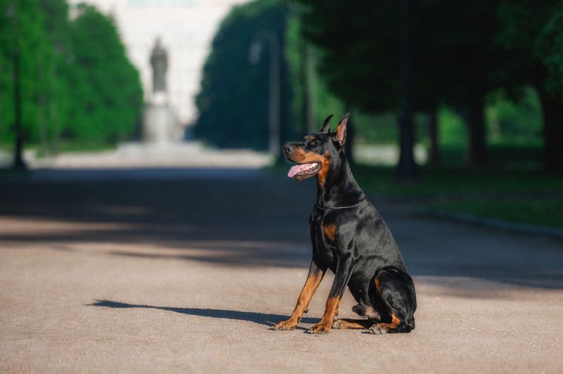 доберман собака   фото превью