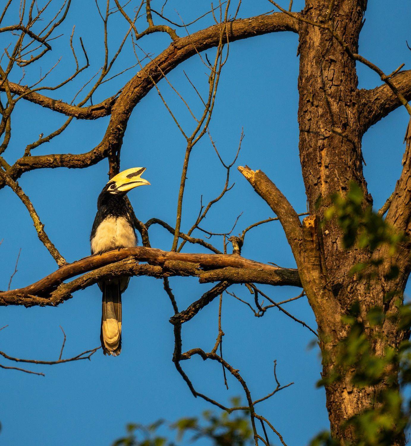 hornbill, bird, птица, непал, nepal, читван, chitwan, джунгли, jungle, Баландин Дмитрий