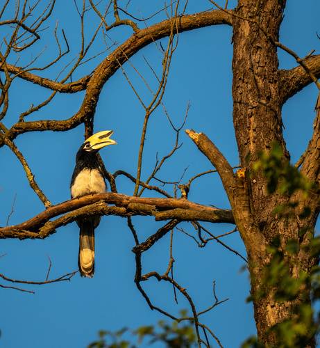 Oriented Pied Hornbill