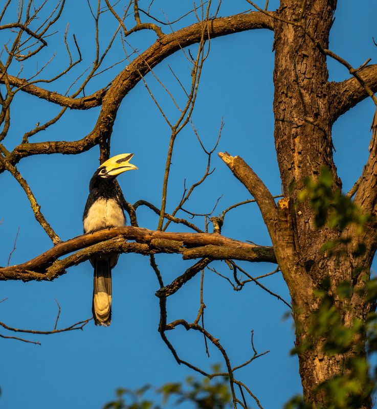 hornbill, bird, птица, непал, nepal, читван, chitwan, джунгли, jungle Oriented Pied Hornbill фото превью