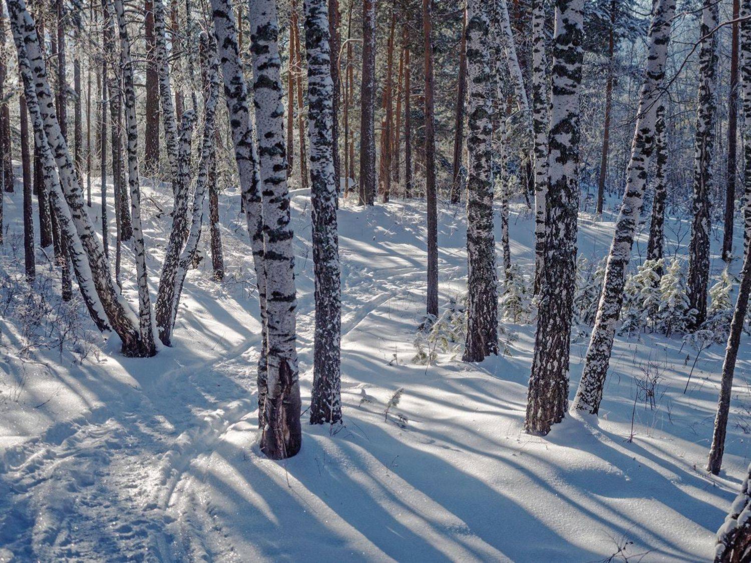 , Тришин Виктор