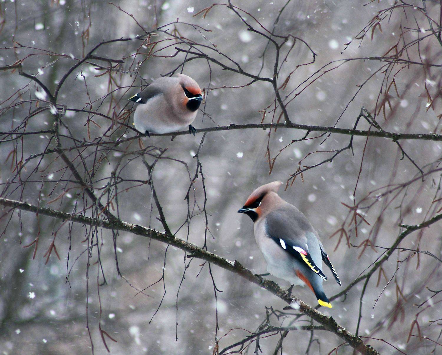 птицы , зима, Александр Свистков