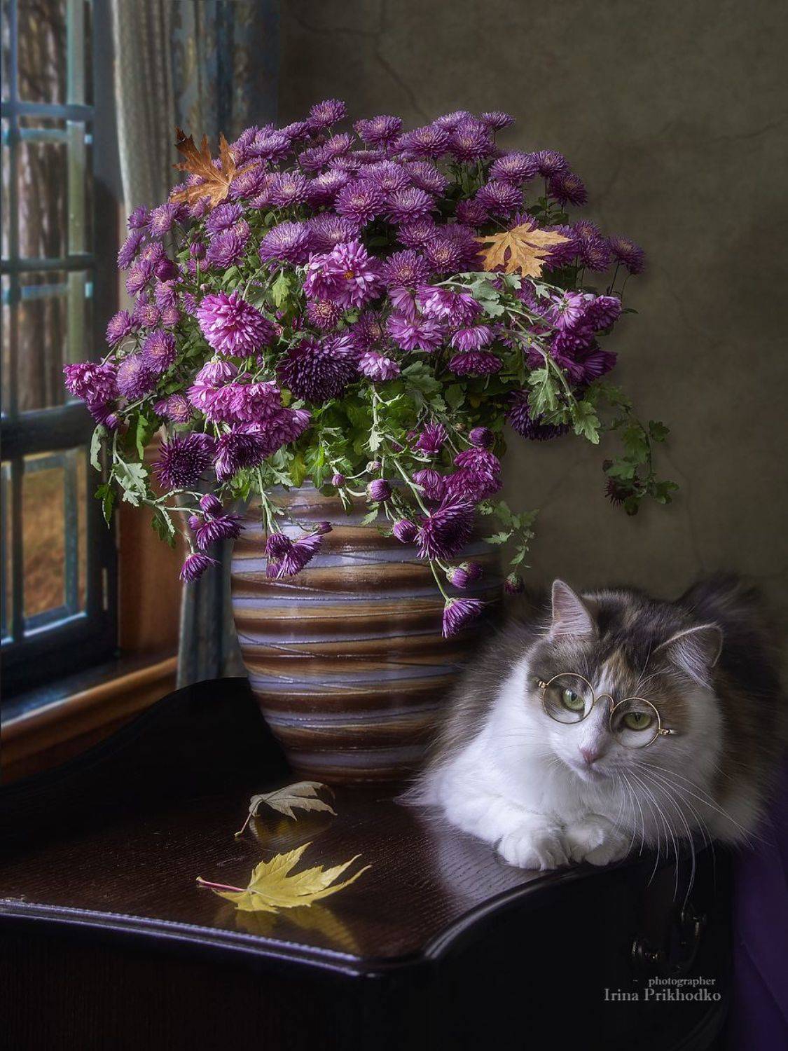 натюрморт, осень, кошка, осенние листья, букет, хризантемы, интерьер, постановочное фото, Приходько Ирина