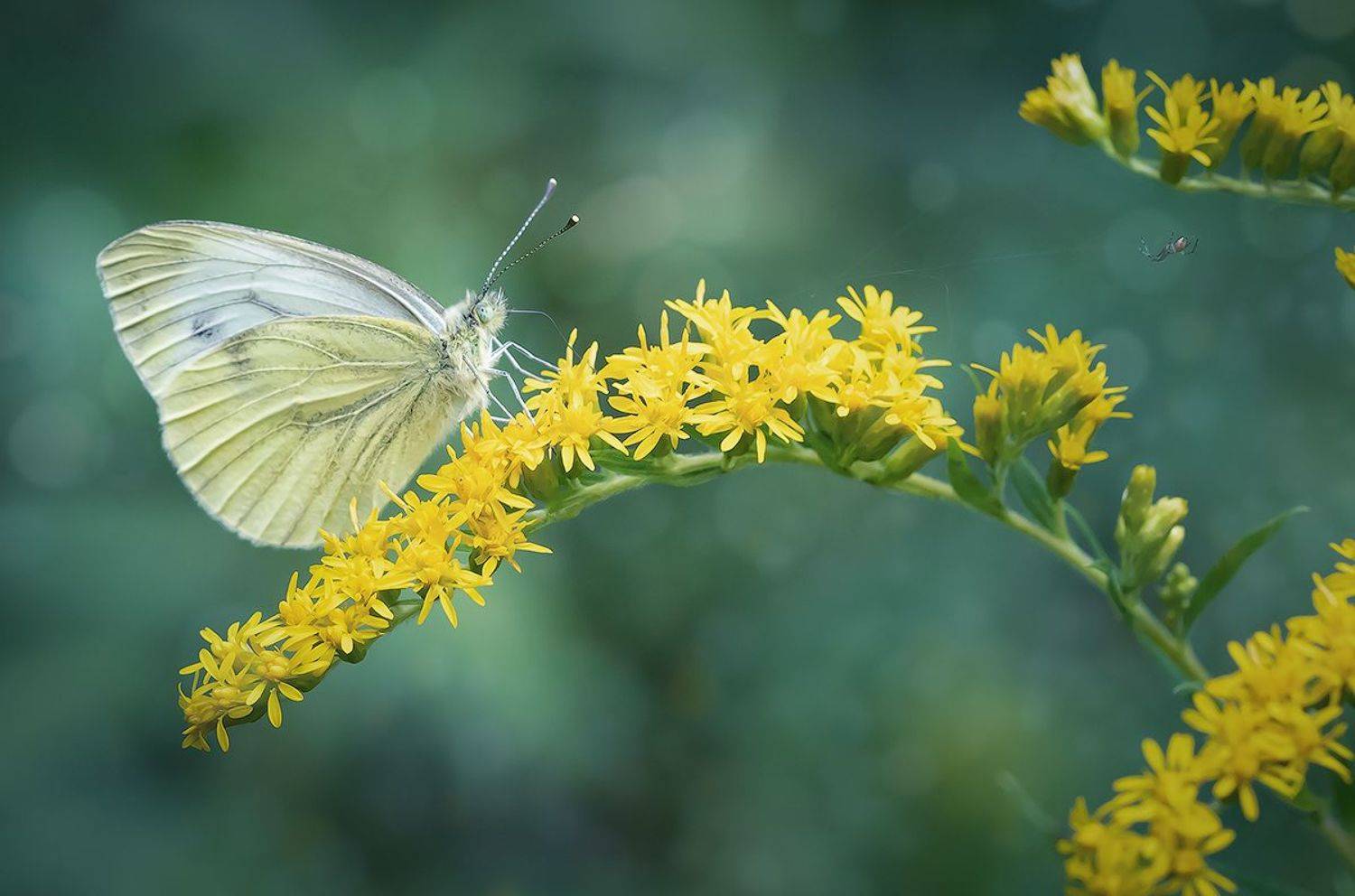 макро, бабочка, макрофотография, макромир, волшебное макро, macro, butterfly, macro photography, macro world, magical macro, Хилько Марина