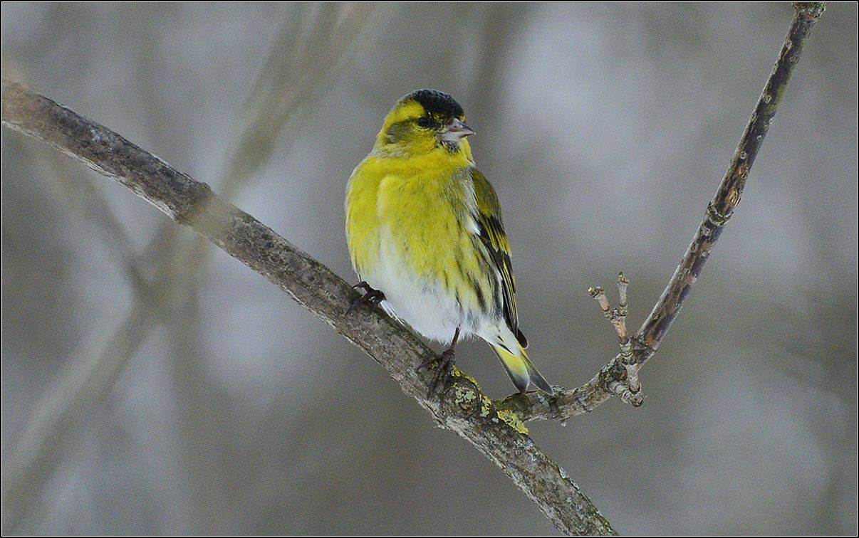 москва, парк, птица, АНАТОЛИЙ ДОВЫДЕНКО