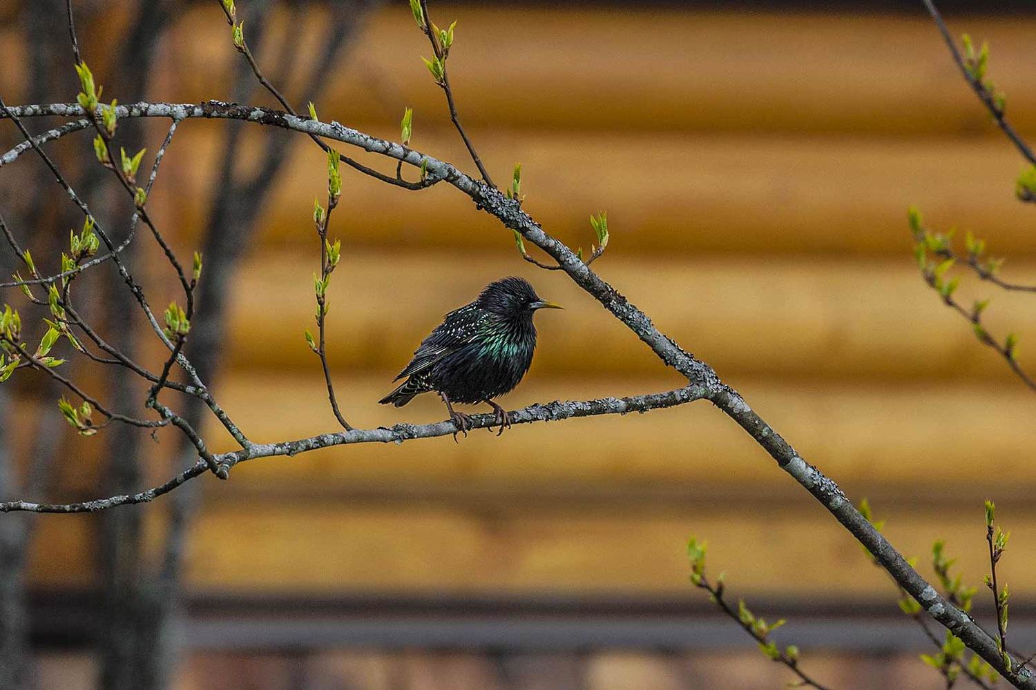 , Напалкин Станислав