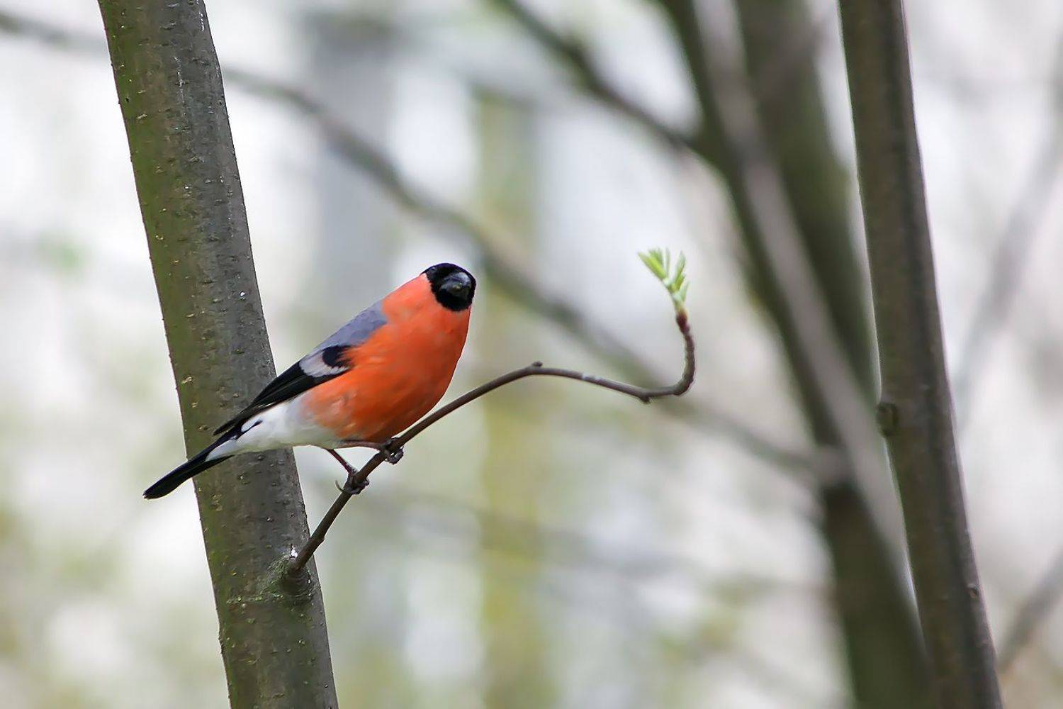 снегирь, КарОл
