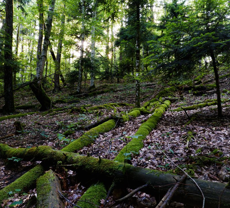 пейзаж, лес, мох, пихты В лесу фото превью