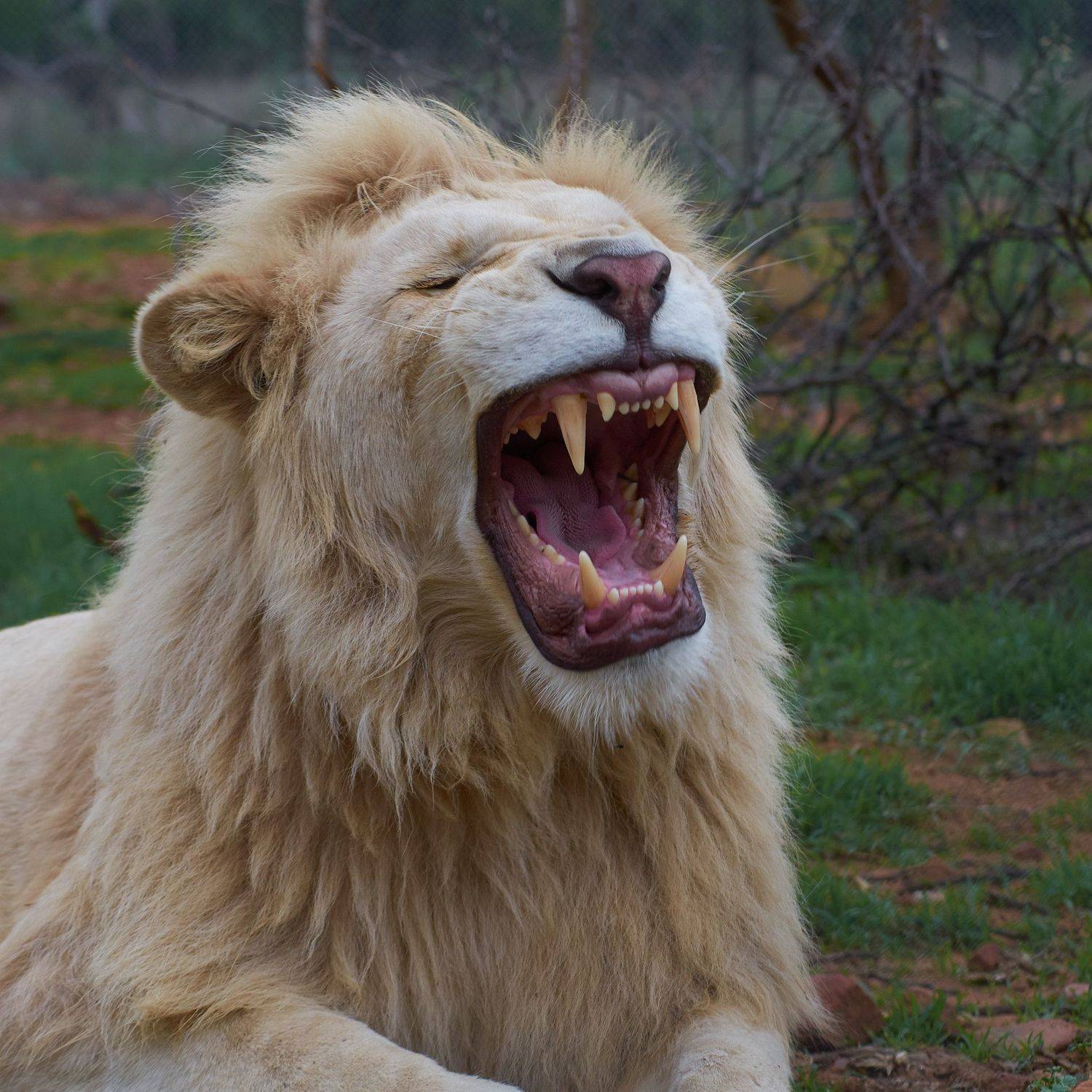 , Вячеслав Владимирович