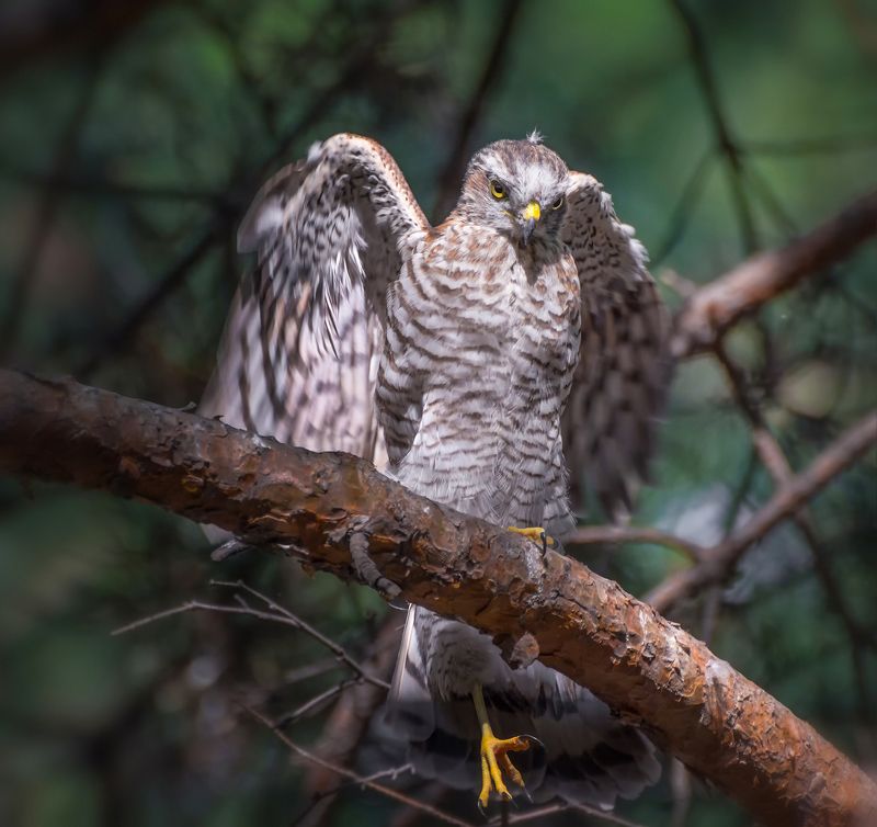 хищник, ястреб, лес, крылья, взгляд, почти орёл ) фото превью