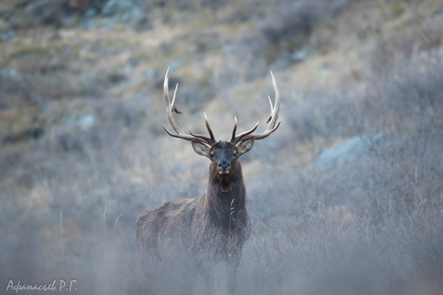 марал, животные, олень, Afanasev Roman